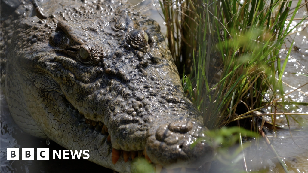 Elderly Man’s Terrifying Close Encounter with Crocodile Caught on Video!