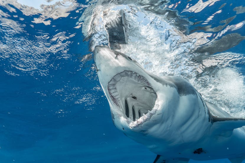Shark Attack Turns Dream Vacation into a Nightmare: Family Chronicles Heartbreaking Incident