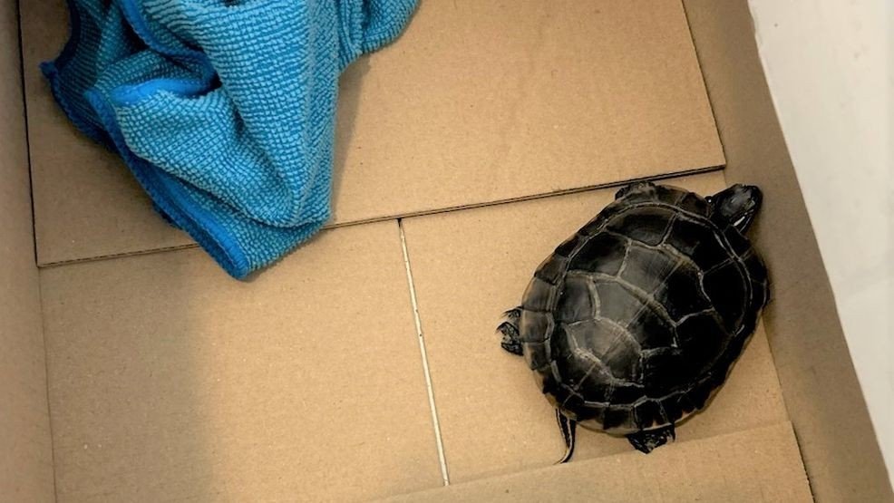 Airport Shenanigans: Man Attempts to Smuggle Turtle in His Pants
