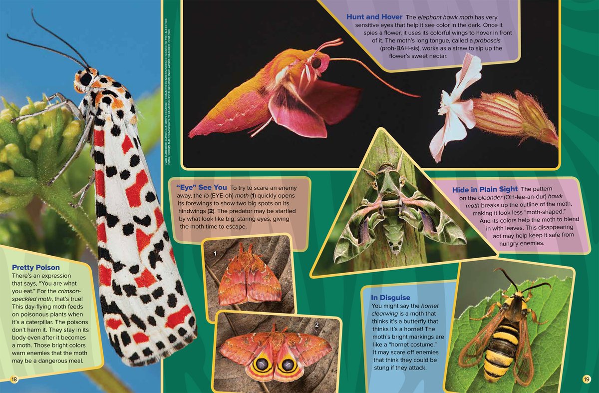 Butterflies in the U.S. Face Catastrophic Decline: A 22% Drop and No End in Sight