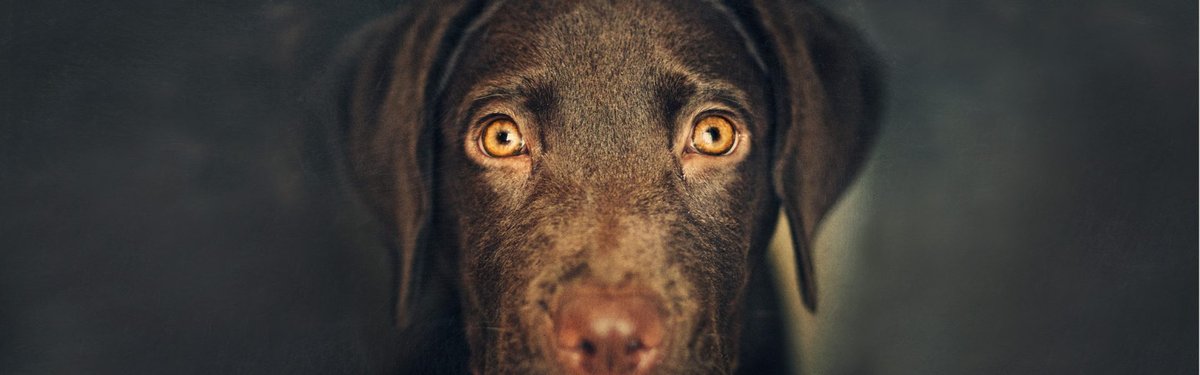 Heartbreaking Discovery: Missing Dogs Found Dead in Alaskan Crab Pots