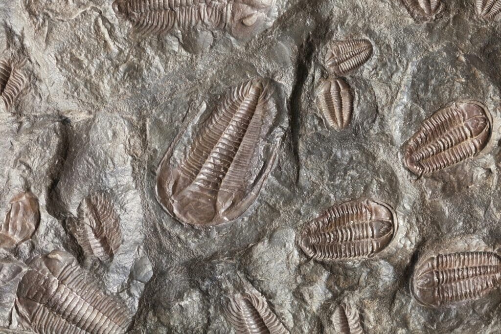 Inside the Scandal: University Negligence Allegedly Destroys Professor’s 380-Million-Year-Old Fossil Collection
