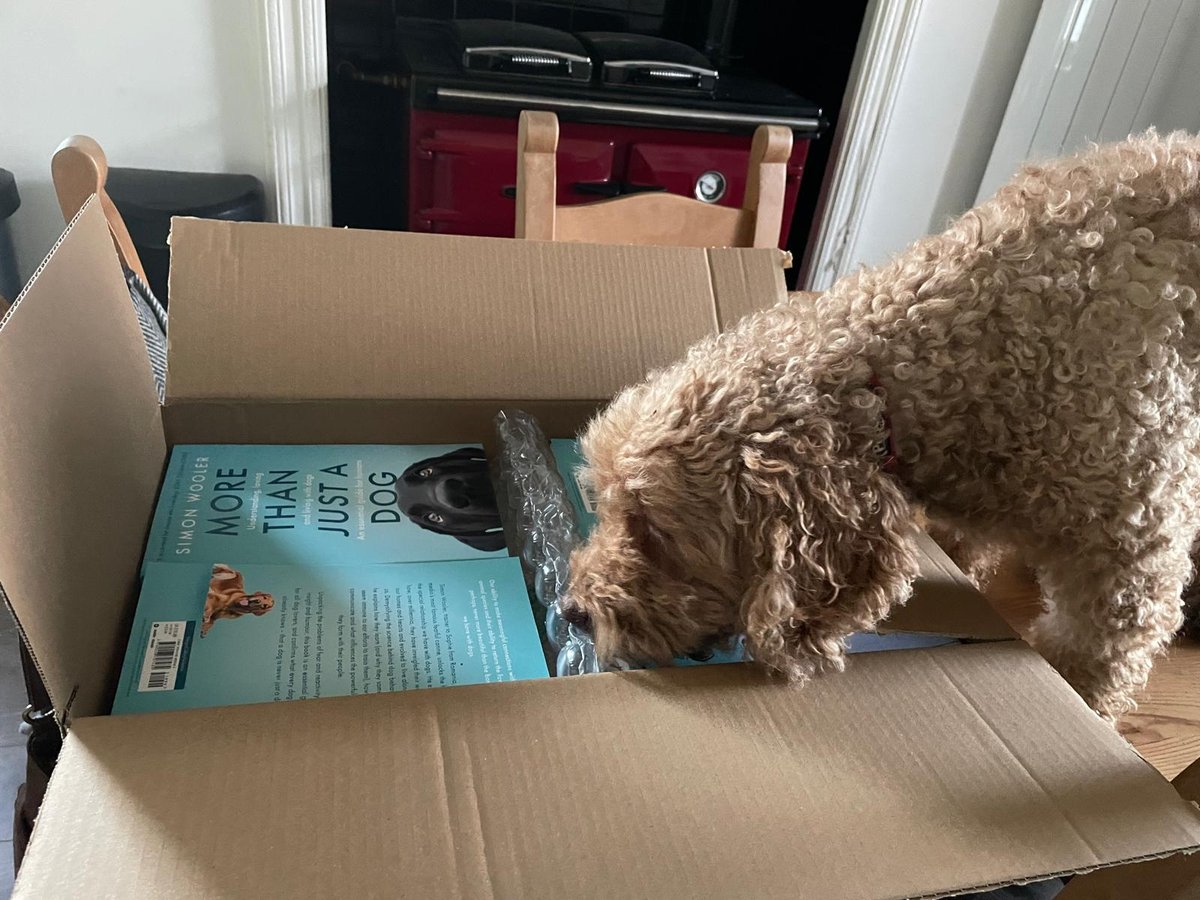 Love or Fur? A Woman’s Heart vs. Her Boyfriend’s Dog Dilemma
