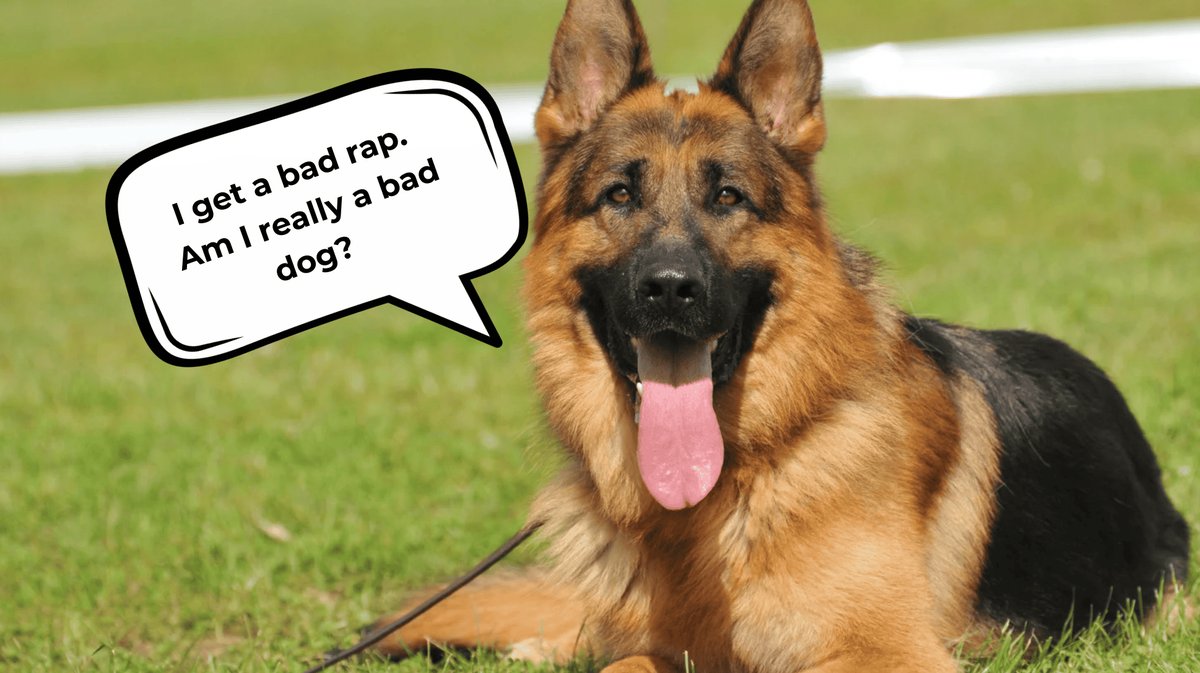 Pregnant Woman vs. Army Boyfriend: The Dog Dilemma That’s Sparking Internet Outrage