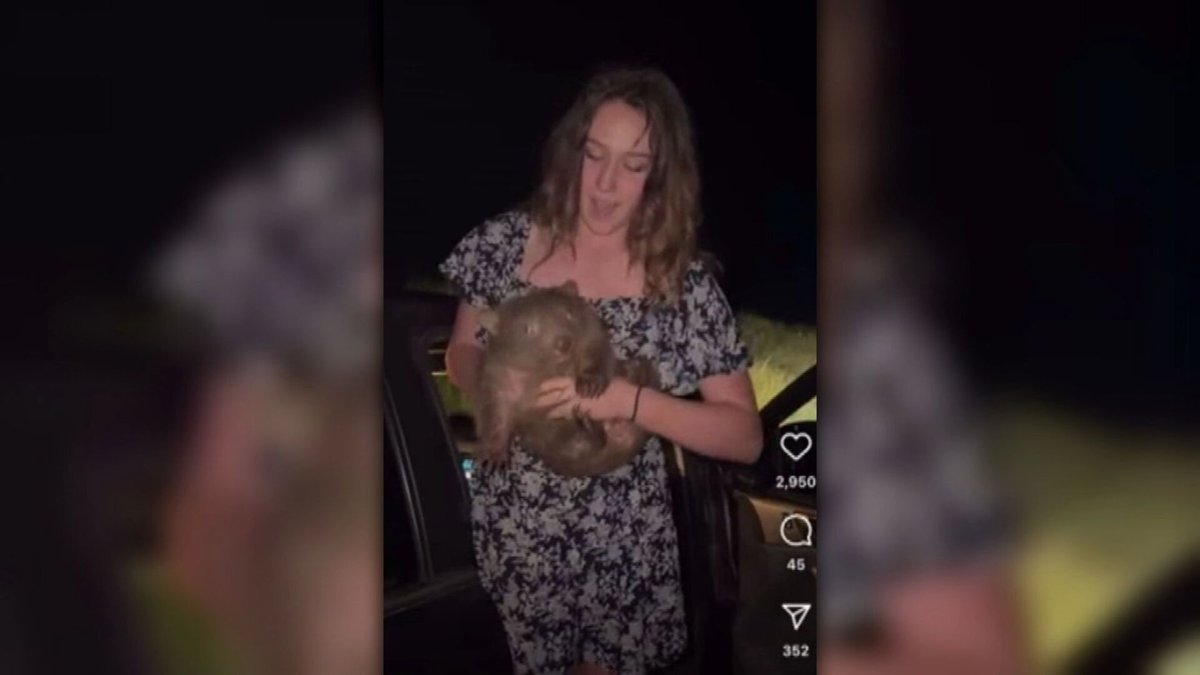 Sam Jones Sparks Outrage After Wombat Snatch-and-Run in Australia
