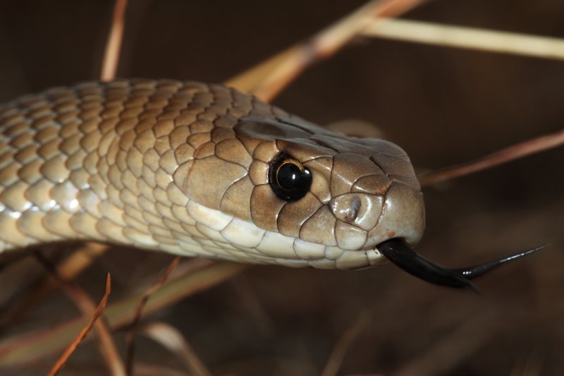 Shocking Discovery: Venomous Snake Found in Young Girl’s Bedroom