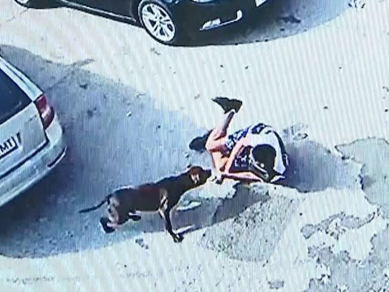 Tased to Death: A Dog’s Tragic Encounter with Unchecked Aggression