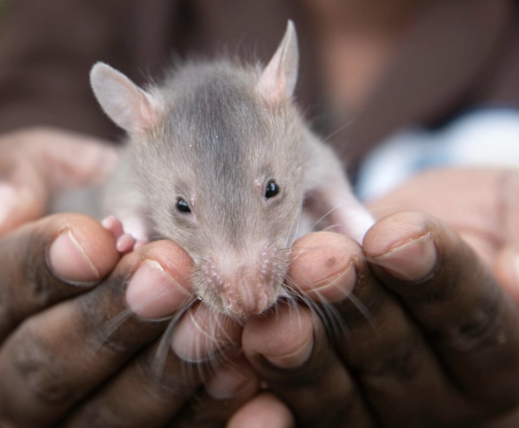 The Great Hamster Wake-Up Call: Sister Drama Strikes Over Sleepy Boris!