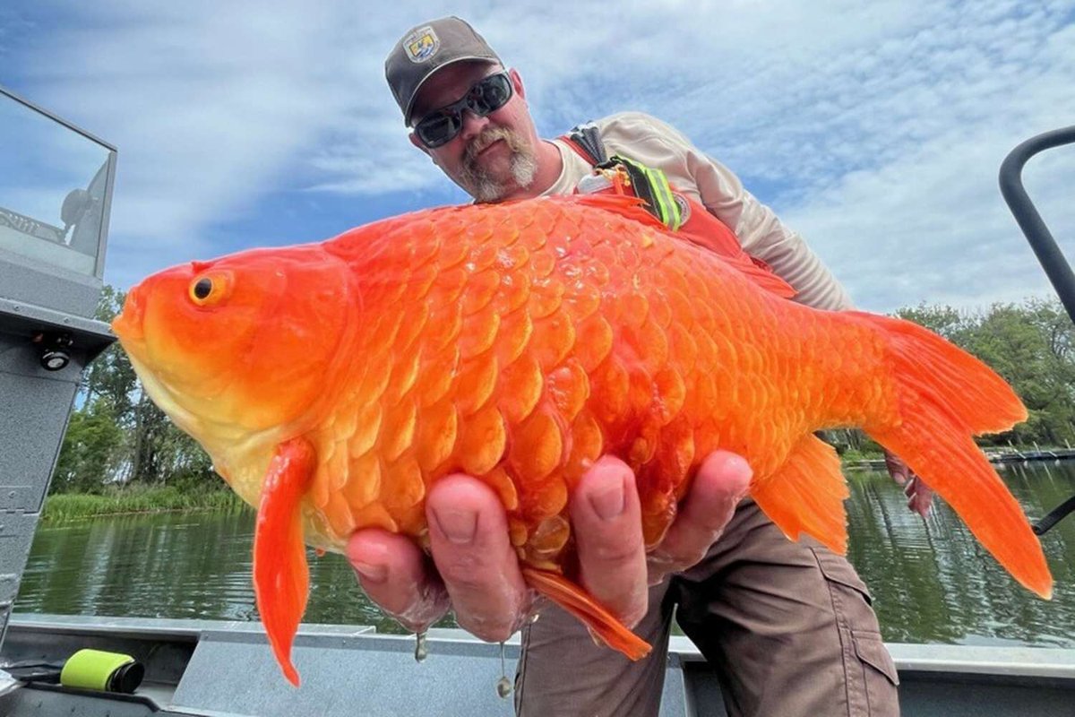 Watch Out! Pennsylvania’s Megalodon Goldfish Sparks Invasive Species Panic