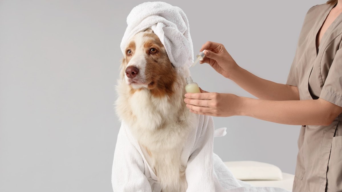 Ditch the Basic Gifts: Spoil Your Pup with Luxe Treats and Accessories