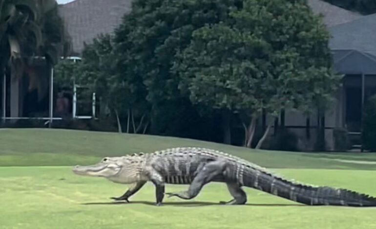 Front‑Door Showdown: Two Massive Alligators Stun Florida Homeowners