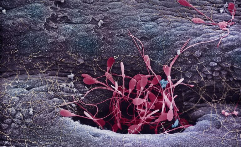 Unprecedented Reproductive Science Showdown: Inside the World’s First Sperm Competitive Racing Event