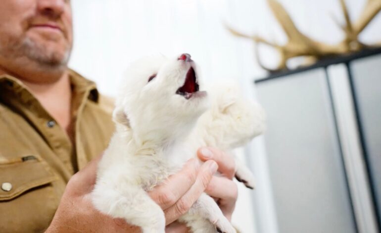 You Won’t Believe the Dire Wolves Are Back: A Dramatic Return from Extinction!