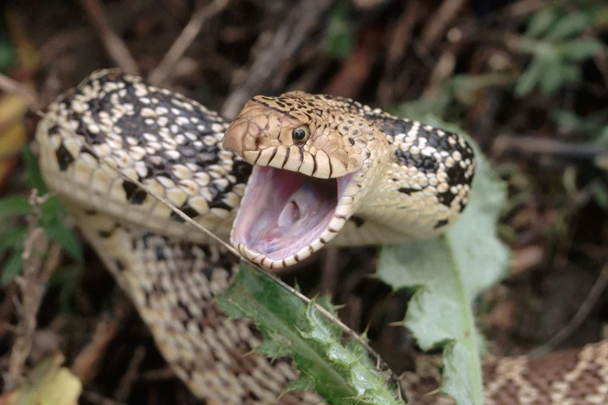 Colorado Office’s Unwelcome 8-Foot Snake Surprise