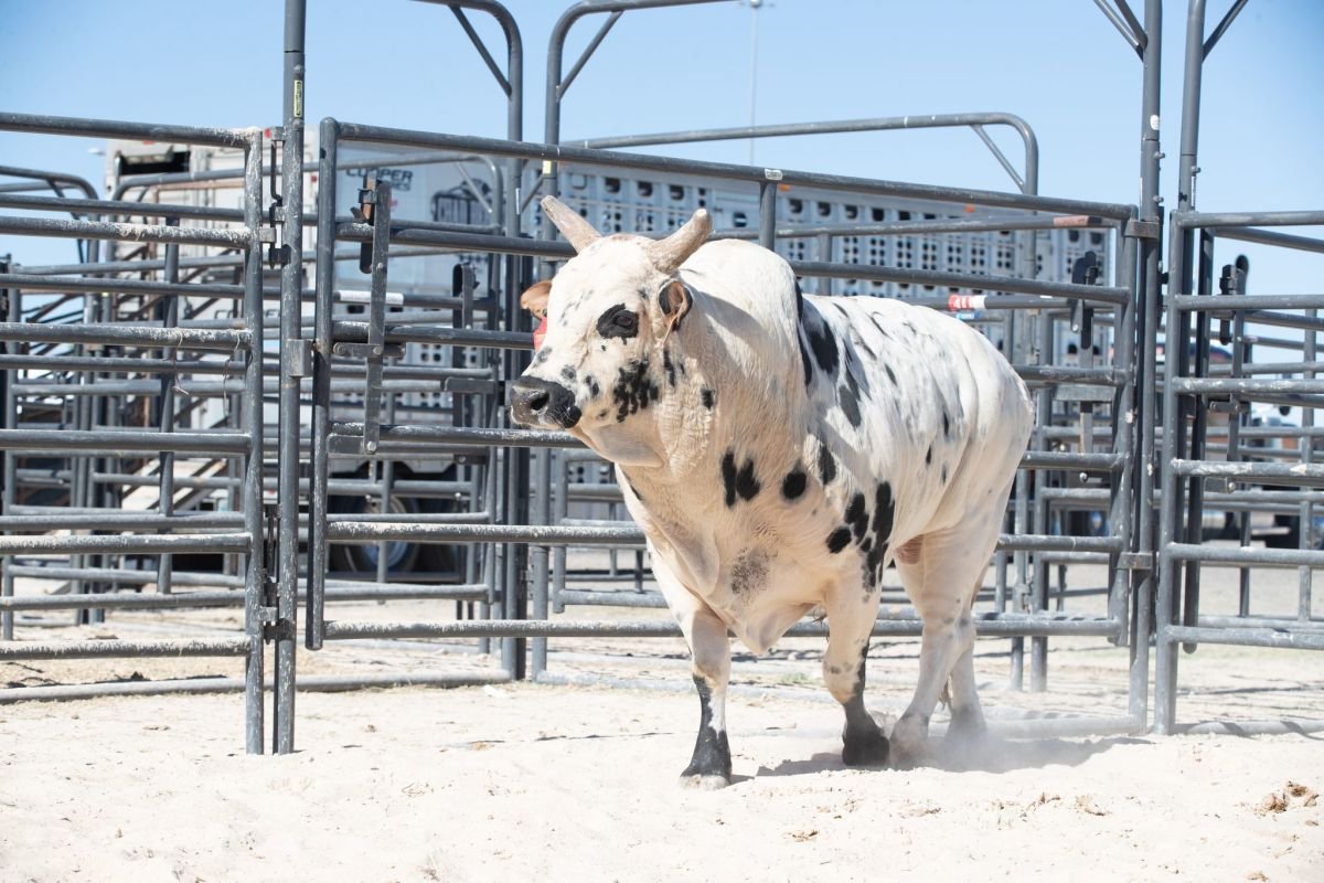 Dana White’s New PBR Bull: Playmate, the Meanest Beast Yet!