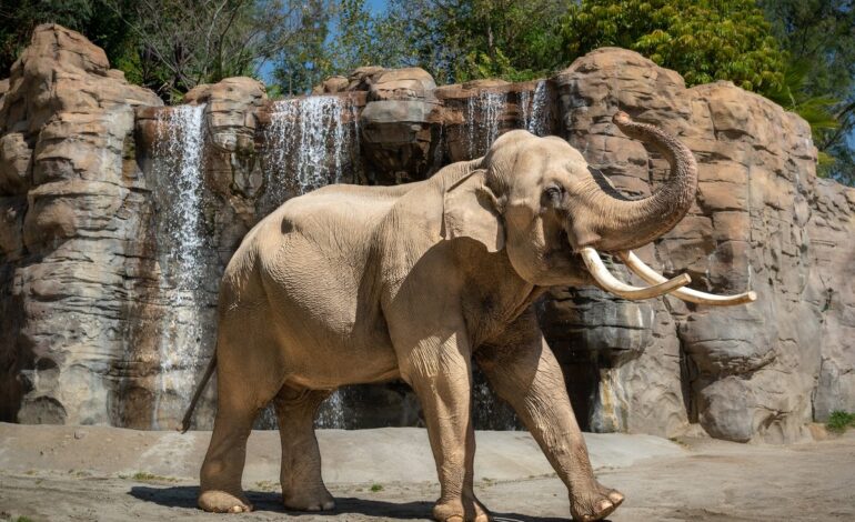 Nighttime Migration: Why Billy and Tina’s Tulsa Transfer Signals a New Era in Elephant Care