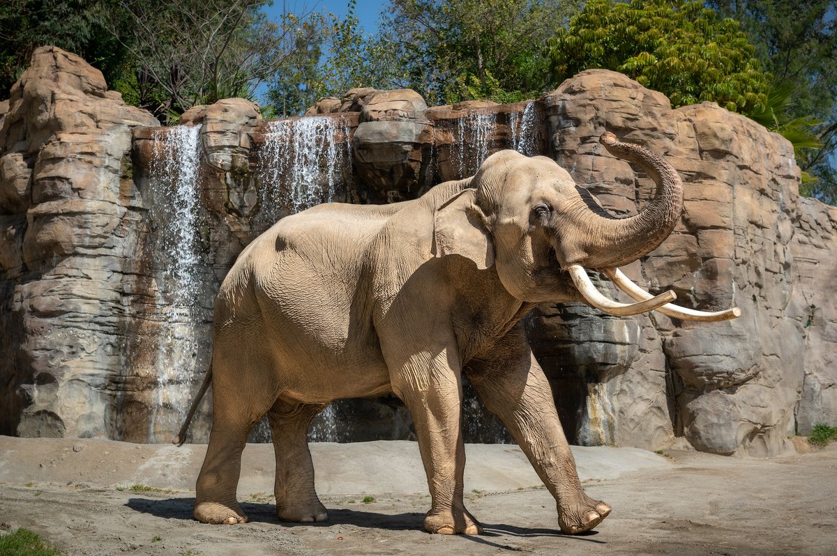 Nighttime Migration: Why Billy and Tina’s Tulsa Transfer Signals a New Era in Elephant Care