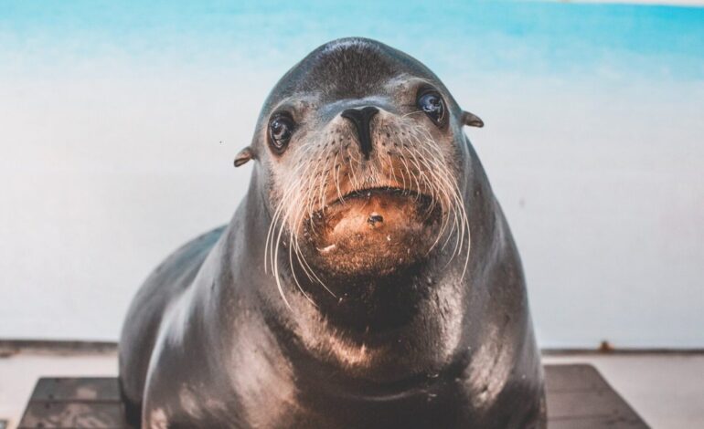 Seal’s Emotional Tribute: A Daughter’s 21st Birthday Bash in Miami