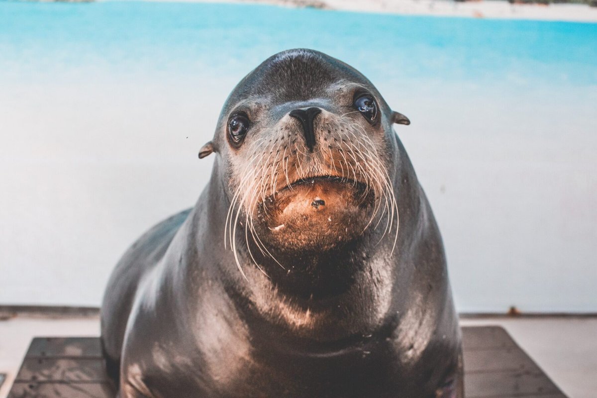 Seal’s Emotional Tribute: A Daughter’s 21st Birthday Bash in Miami