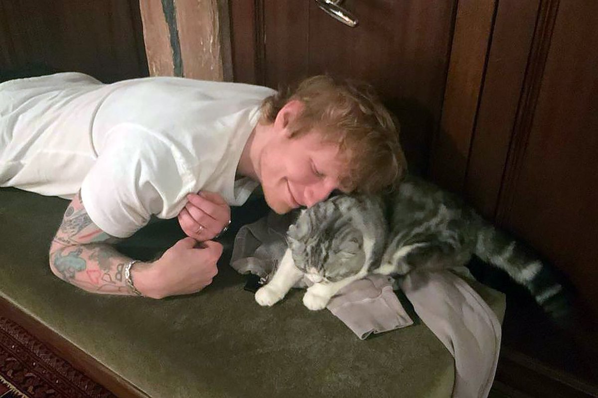 Taylor Swift’s Cat Meredith Steals Spotlight After Master Rights Victory