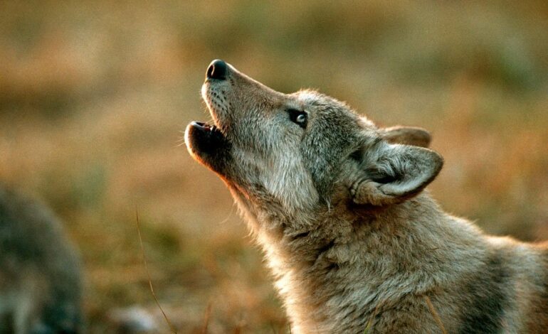 Woman’s Tearful 911 Plea Reveals Hidden Turmoil in Wolf Residence