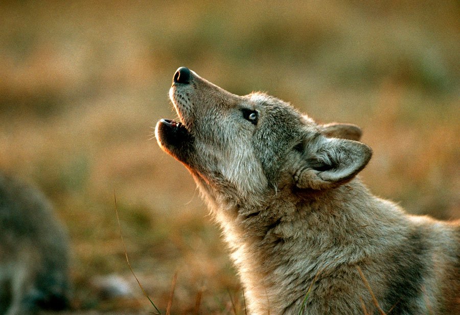 Woman’s Tearful 911 Plea Reveals Hidden Turmoil in Wolf Residence