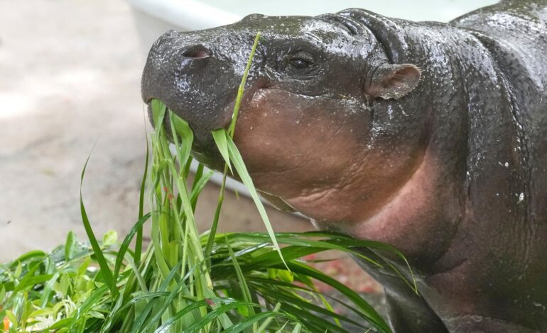Thailand’s Viral Hippo Moo Deng Celebrates 1st Birthday with a 4-Day Fiesta