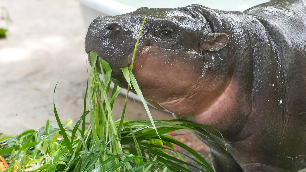 Thailand’s Viral Hippo Moo Deng Celebrates 1st Birthday with a 4-Day Fiesta