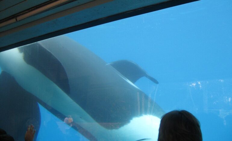 Viral Orca “Trainer Death” Is AI Fabrication: What Really Happened and Why It Spread