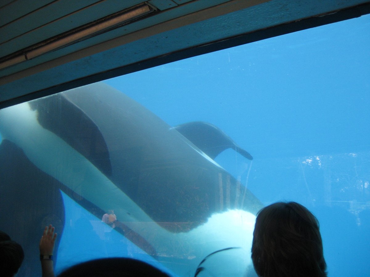 Viral Orca “Trainer Death” Is AI Fabrication: What Really Happened and Why It Spread