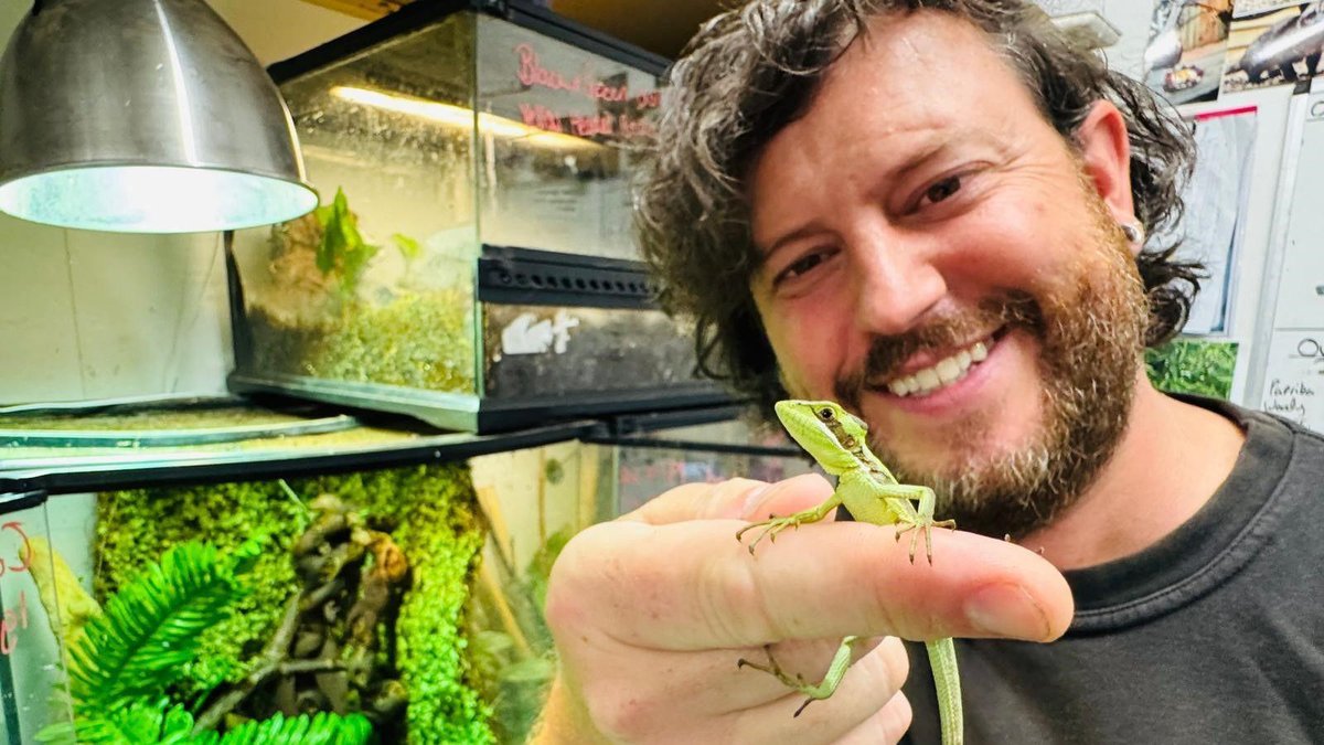 Rare Miracle: Female Iguana Gives Birth to Eight Babies Without Male Contact